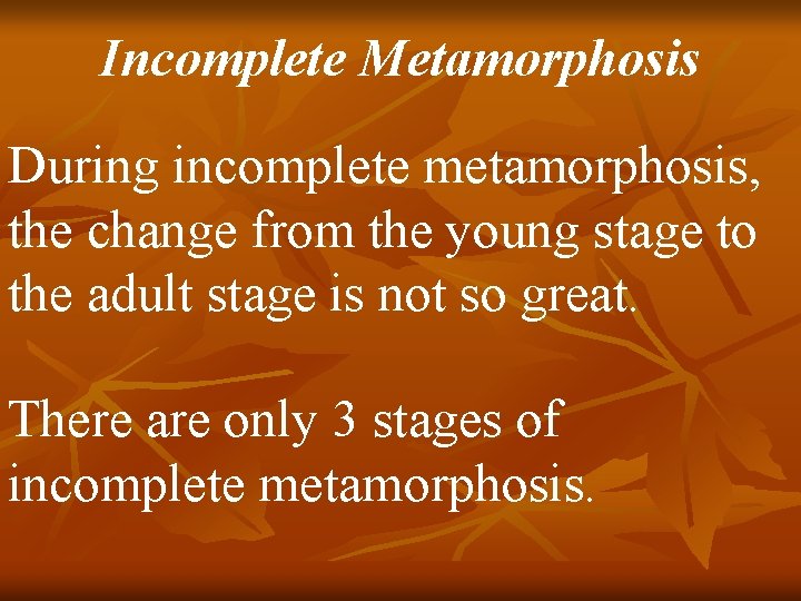 Incomplete Metamorphosis During incomplete metamorphosis, the change from the young stage to the adult