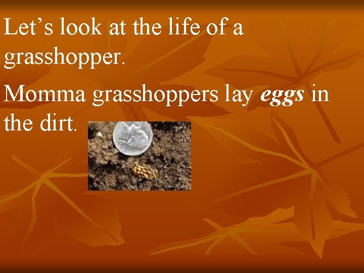 Let’s look at the life of a grasshopper. Momma grasshoppers lay eggs in the