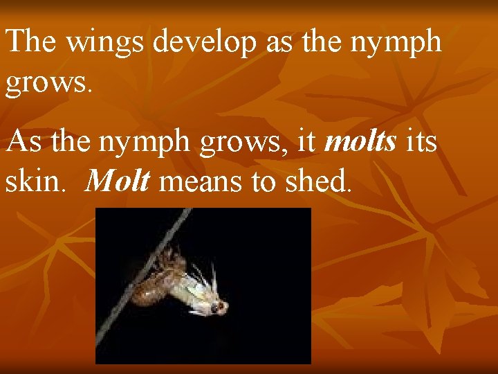The wings develop as the nymph grows. As the nymph grows, it molts its