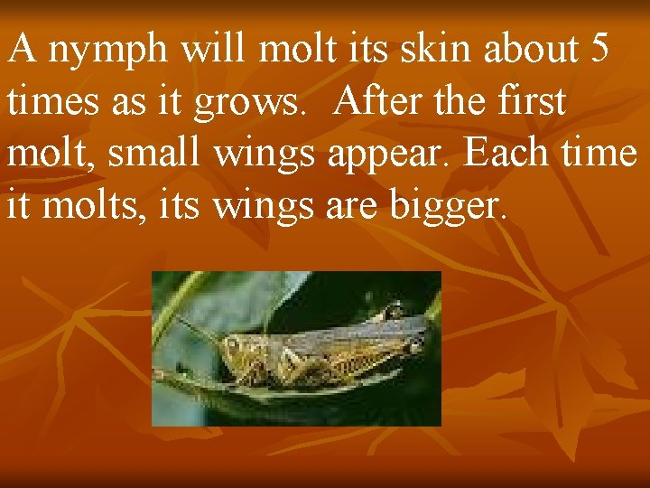 A nymph will molt its skin about 5 times as it grows. After the