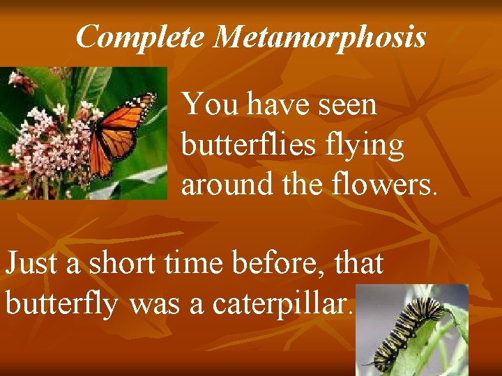 Complete Metamorphosis You have seen butterflies flying around the flowers. Just a short time