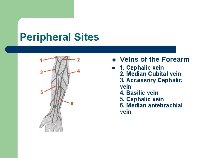 Peripheral Sites l Veins of the Forearm l 1. Cephalic vein 2. Median Cubital
