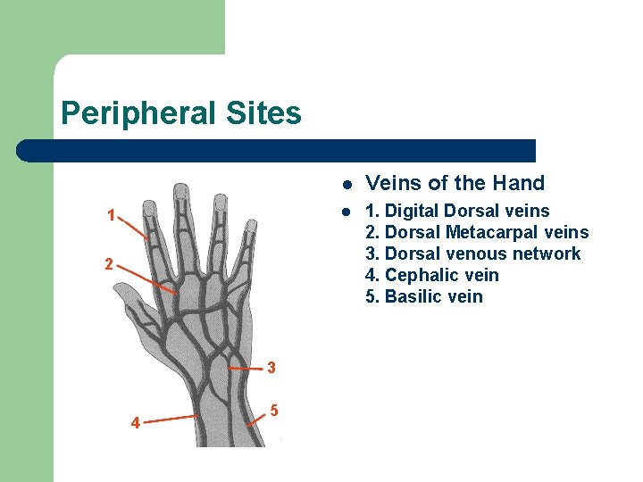Peripheral Sites l Veins of the Hand l 1. Digital Dorsal veins 2. Dorsal