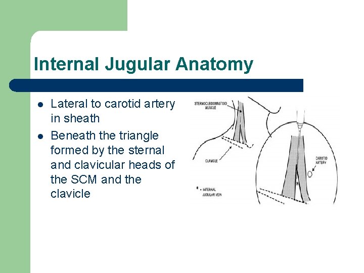 Internal Jugular Anatomy l l Lateral to carotid artery in sheath Beneath the triangle
