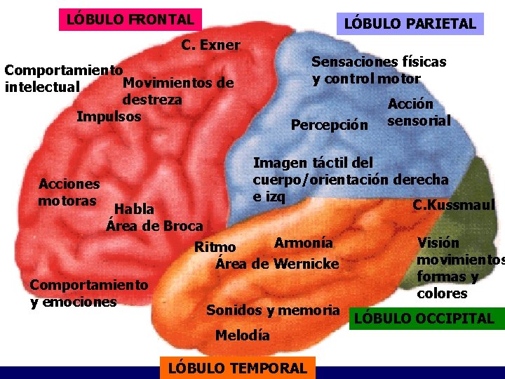 LÓBULO FRONTAL LÓBULO PARIETAL C. Exner Sensaciones físicas y control motor Comportamiento Movimientos de