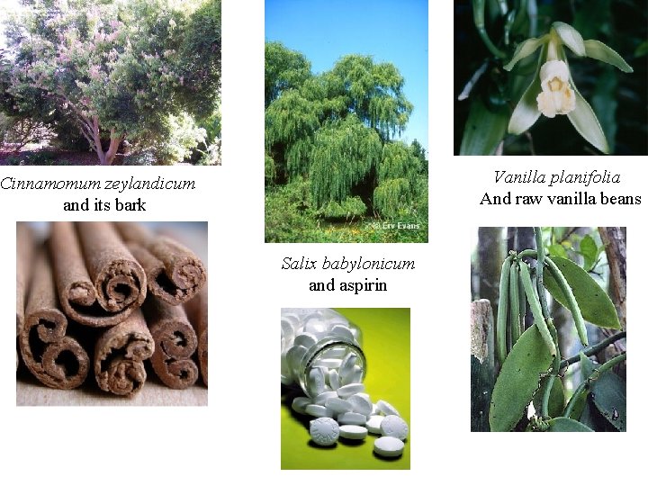 Vanilla planifolia And raw vanilla beans Cinnamomum zeylandicum and its bark Salix babylonicum and