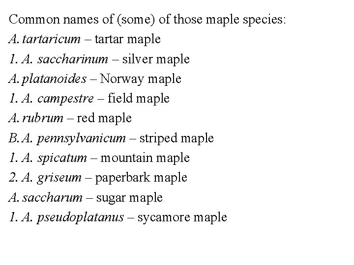 Common names of (some) of those maple species: A. tartaricum – tartar maple 1.