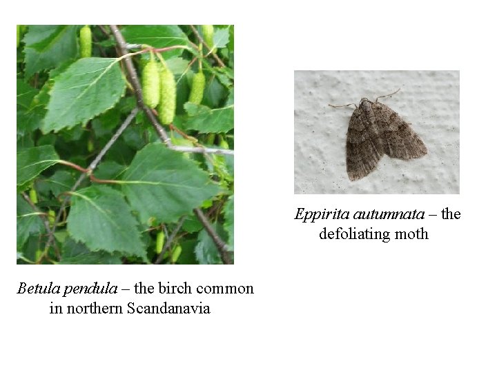 Eppirita autumnata – the defoliating moth Betula pendula – the birch common in northern