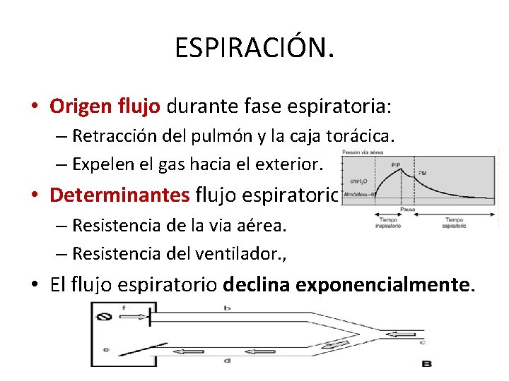 ESPIRACIÓN. • Origen flujo durante fase espiratoria: – Retracción del pulmón y la caja