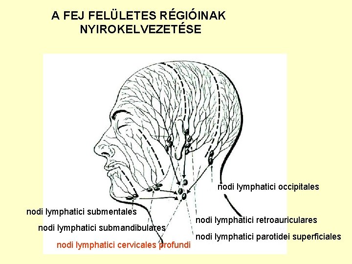 A FEJ FELÜLETES RÉGIÓINAK NYIROKELVEZETÉSE nodi lymphatici occipitales nodi lymphatici submentales nodi lymphatici submandibulares