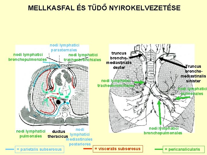 MELLKASFAL ÉS TÜDŐ NYIROKELVEZETÉSE nodi lymphatici parasternales nodi lymphatici bronchopulmonales tracheobronchiales truncus bronchomediastinalis dexter