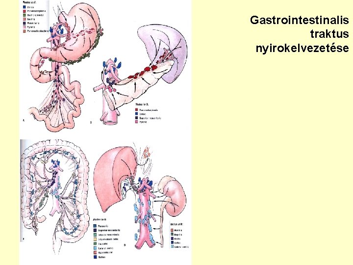 Gastrointestinalis traktus nyirokelvezetése 