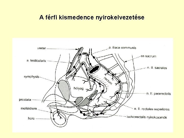 A férfi kismedence nyirokelvezetése 