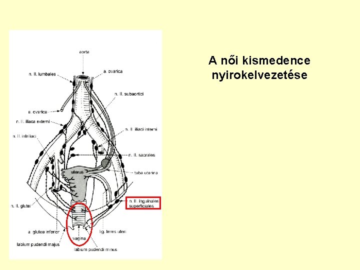 A női kismedence nyirokelvezetése 