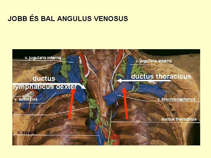 JOBB ÉS BAL ANGULUS VENOSUS v. jugularis interna ductus lymphaticus dexter v. subclavia v.