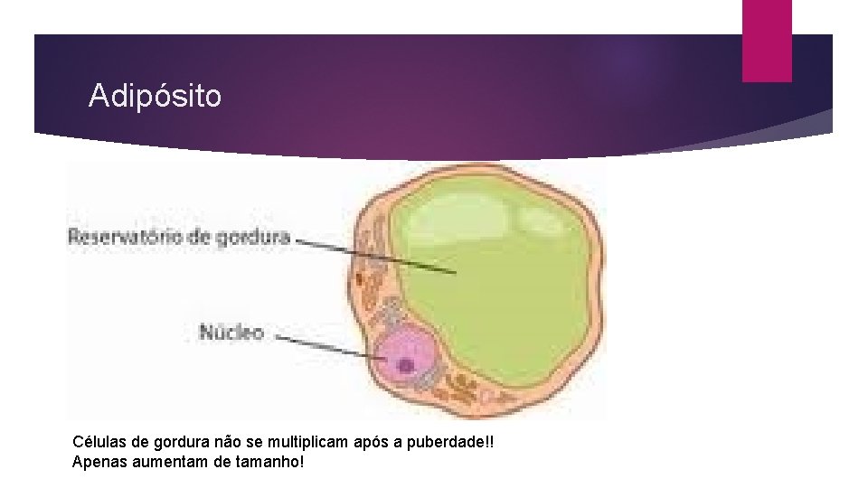 Adipósito Células de gordura não se multiplicam após a puberdade!! Apenas aumentam de tamanho!