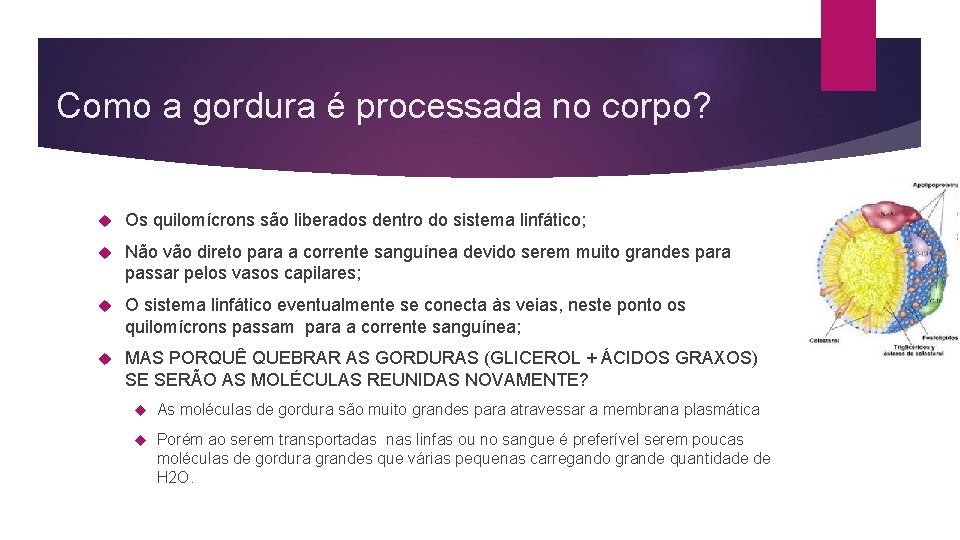 Como a gordura é processada no corpo? Os quilomícrons são liberados dentro do sistema