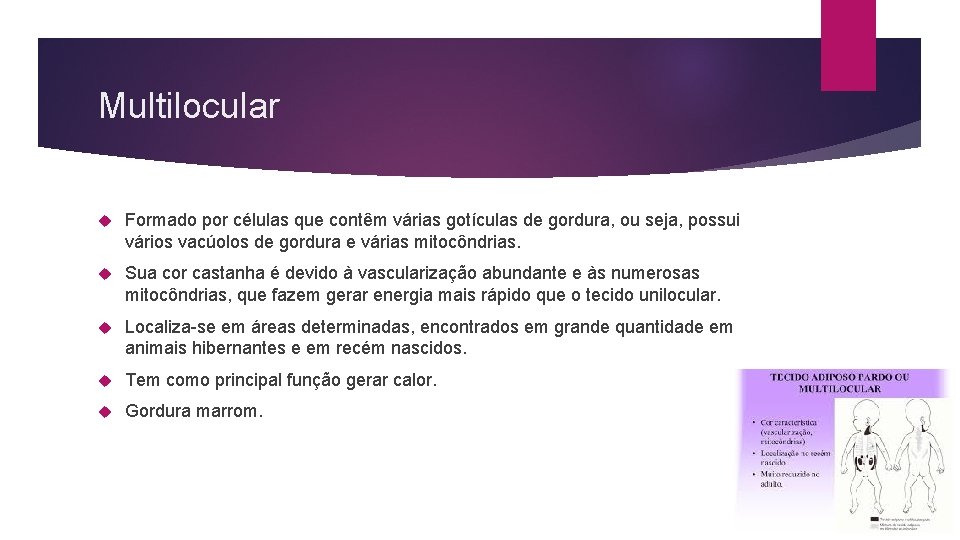 Multilocular Formado por células que contêm várias gotículas de gordura, ou seja, possui vários