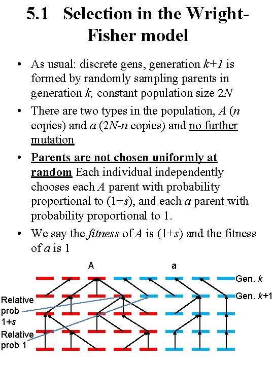 5. 1 Selection in the Wright. Fisher model • As usual: discrete gens, generation