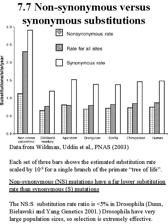 7. 7 Non-synonymous versus synonymous substitutions Data from Wildman, Uddin et al. , PNAS
