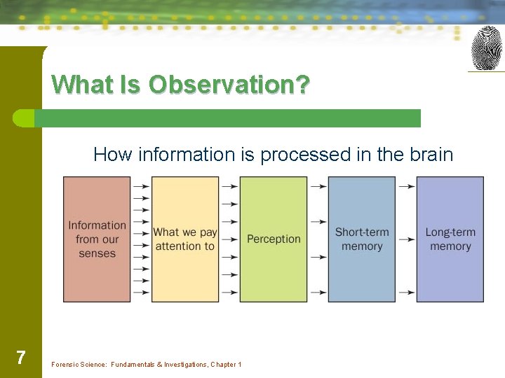 What Is Observation? How information is processed in the brain 7 Forensic Science: Fundamentals