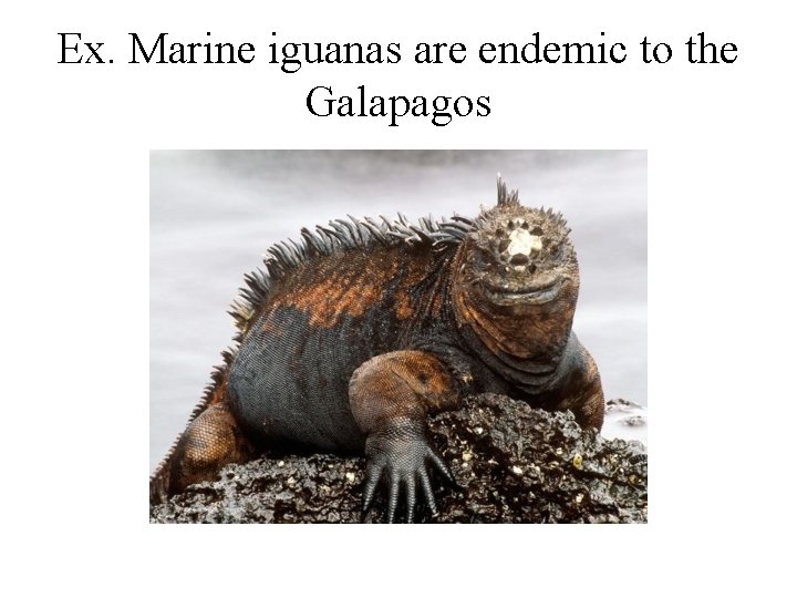 Ex. Marine iguanas are endemic to the Galapagos 