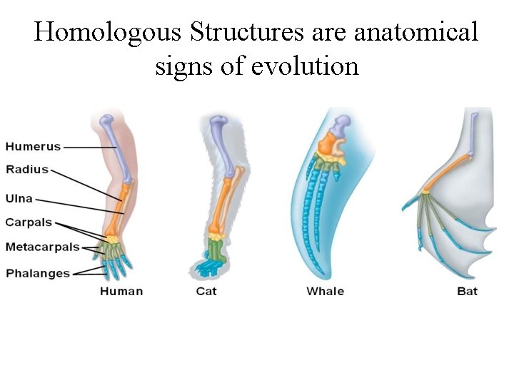 Homologous Structures are anatomical signs of evolution 