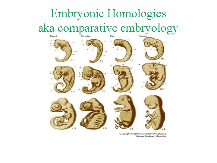 Embryonic Homologies aka comparative embryology 