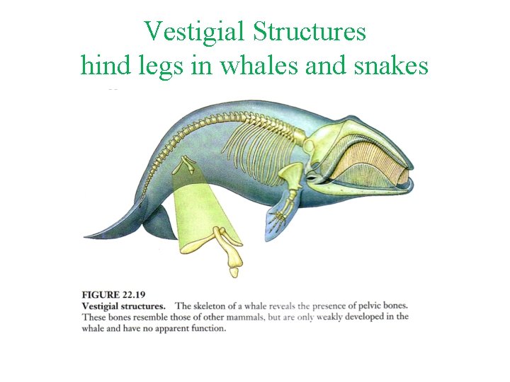 Vestigial Structures hind legs in whales and snakes 