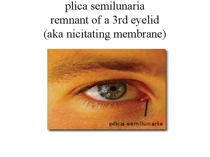 plica semilunaria remnant of a 3 rd eyelid (aka nicitating membrane) 