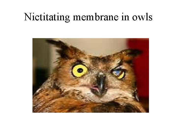 Nictitating membrane in owls 