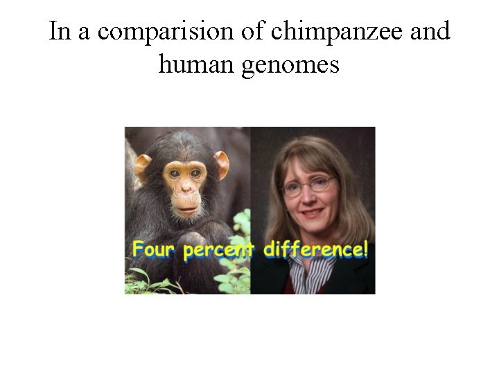 In a comparision of chimpanzee and human genomes 