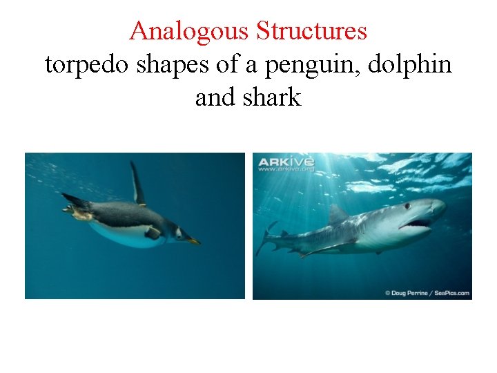 Analogous Structures torpedo shapes of a penguin, dolphin and shark 