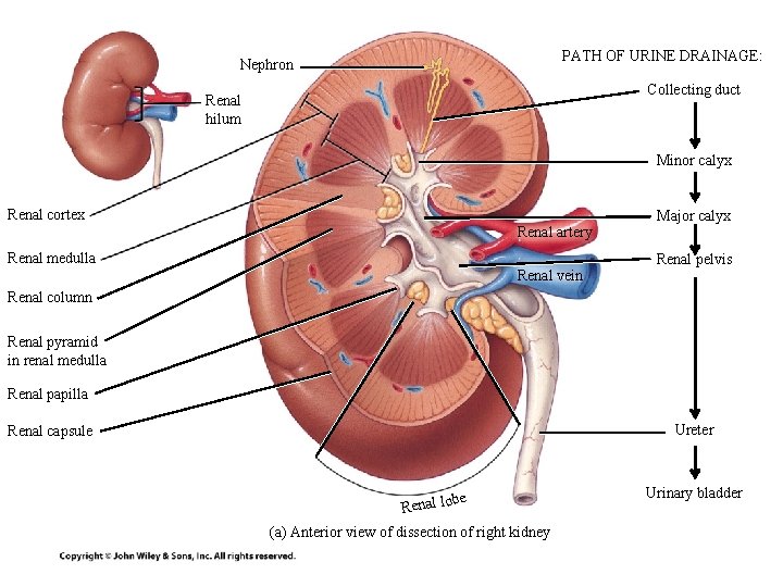 PATH OF URINE DRAINAGE: Nephron Collecting duct Renal hilum Minor calyx Renal cortex Renal