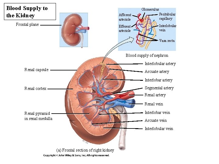 Blood Supply to the Kidney Glomerulus Frontal plane Afferent arteriole Peritubular capillary Efferent arteriole