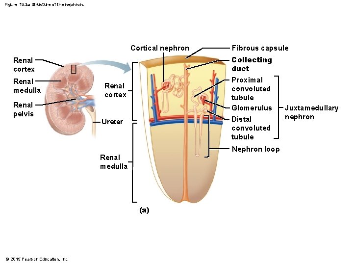 Figure 15. 3 a Structure of the nephron. Cortical nephron Collecting duct Renal cortex