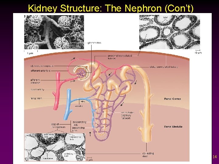 Kidney Structure: The Nephron (Con’t) 14 