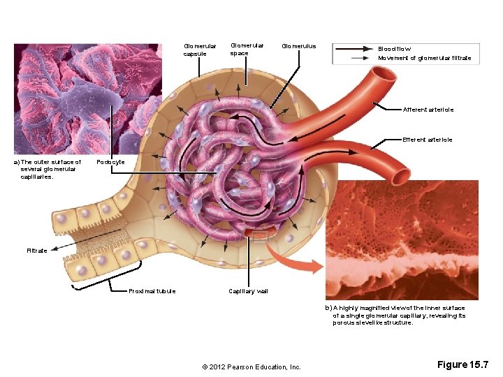 Glomerular capsule Glomerular space Glomerulus Blood flow Movement of glomerular filtrate Afferent arteriole Efferent