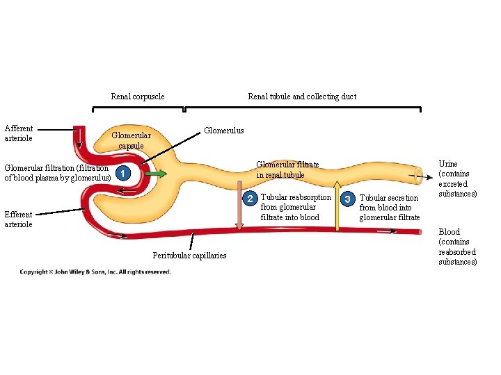 Renal corpuscle Afferent arteriole Glomerular filtration (filtration of blood plasma by glomerulus) Glomerular capsule