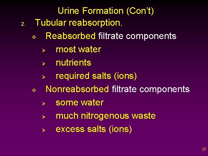 2. Urine Formation (Con’t) Tubular reabsorption. v Reabsorbed filtrate components Ø most water Ø