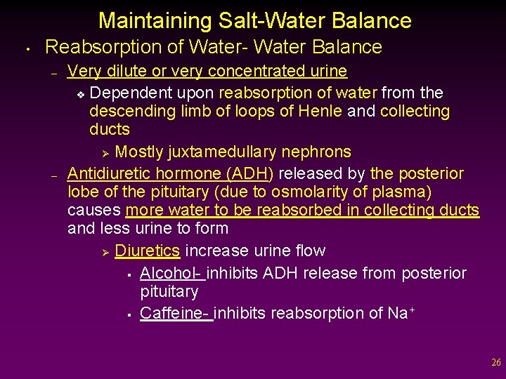 Maintaining Salt-Water Balance • Reabsorption of Water- Water Balance – – Very dilute or
