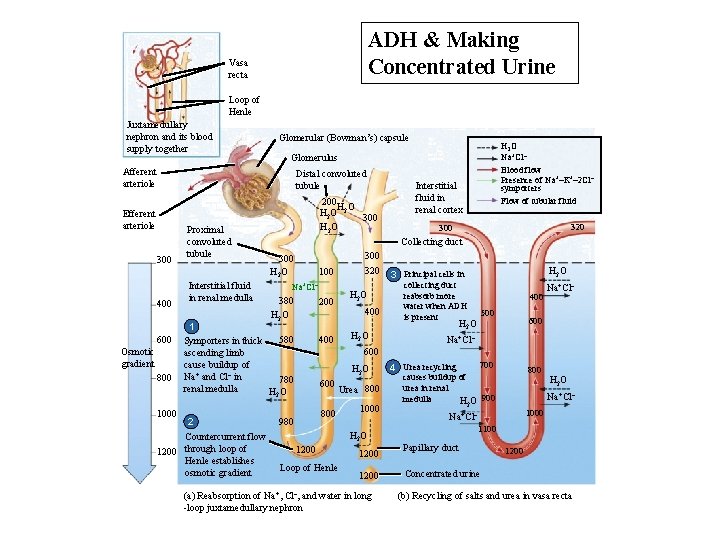 ADH & Making Concentrated Urine Vasa recta Loop of Henle Juxtamedullary nephron and its