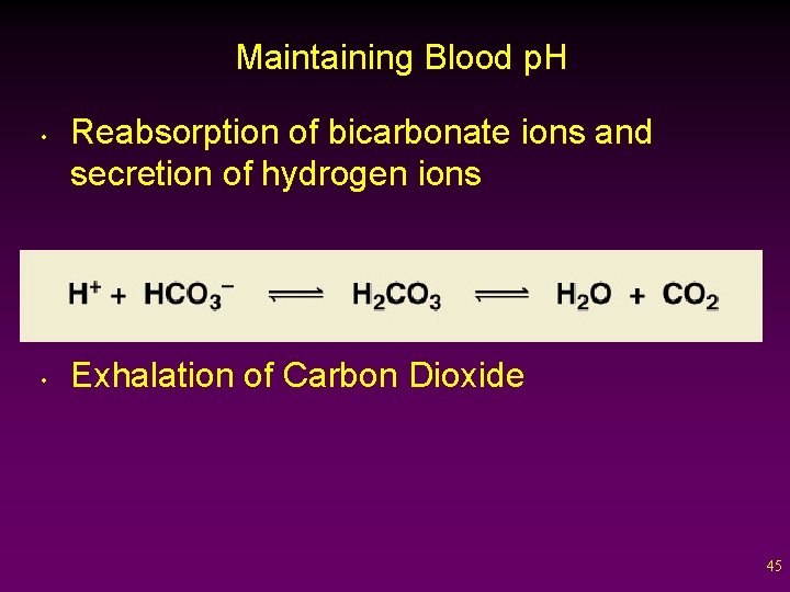 Maintaining Blood p. H • • Reabsorption of bicarbonate ions and secretion of hydrogen