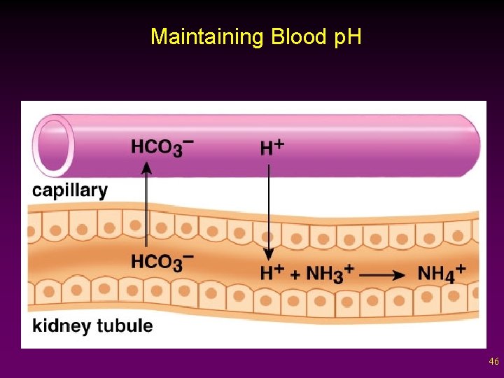 Maintaining Blood p. H 46 