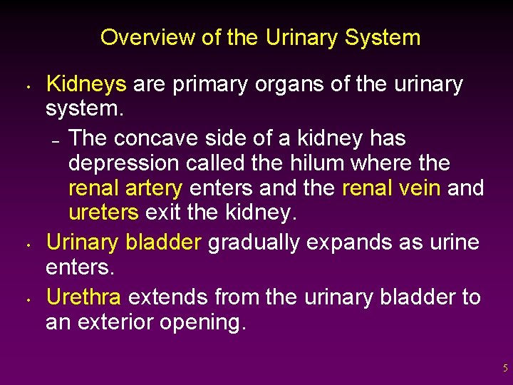 Overview of the Urinary System • • • Kidneys are primary organs of the