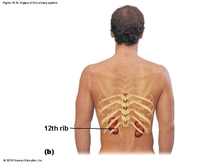 Figure 15. 1 b Organs of the urinary system. 12 th rib (b) ©