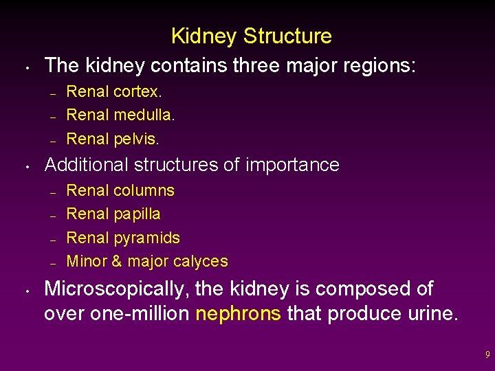 Kidney Structure • The kidney contains three major regions: – – – • Additional