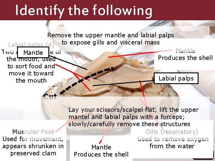 Identify the following Structures Remove the upper mantle and labial palps Labial palps (4)