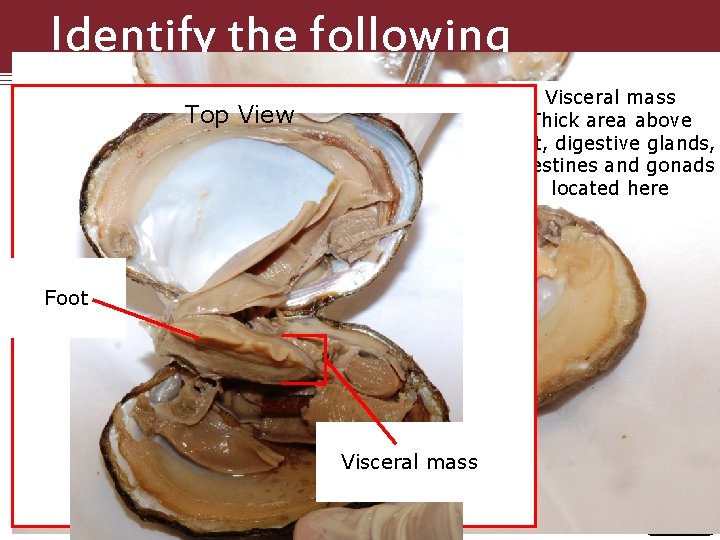 Identify the following Structures Top View Visceral mass Thick area above foot, digestive glands,