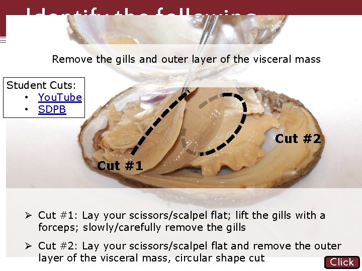 Identify the following Structures Remove the gills and outer layer of the visceral mass